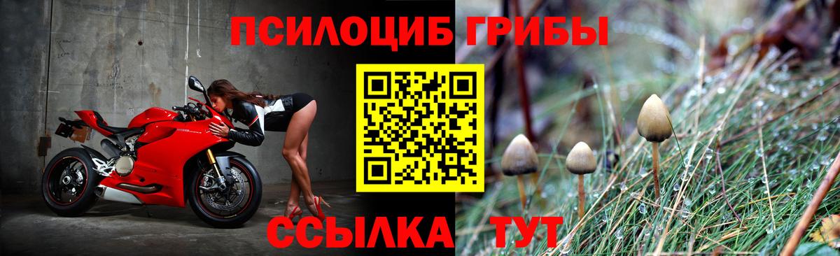 Псилоцибиновые грибы Psilocybe Дербент